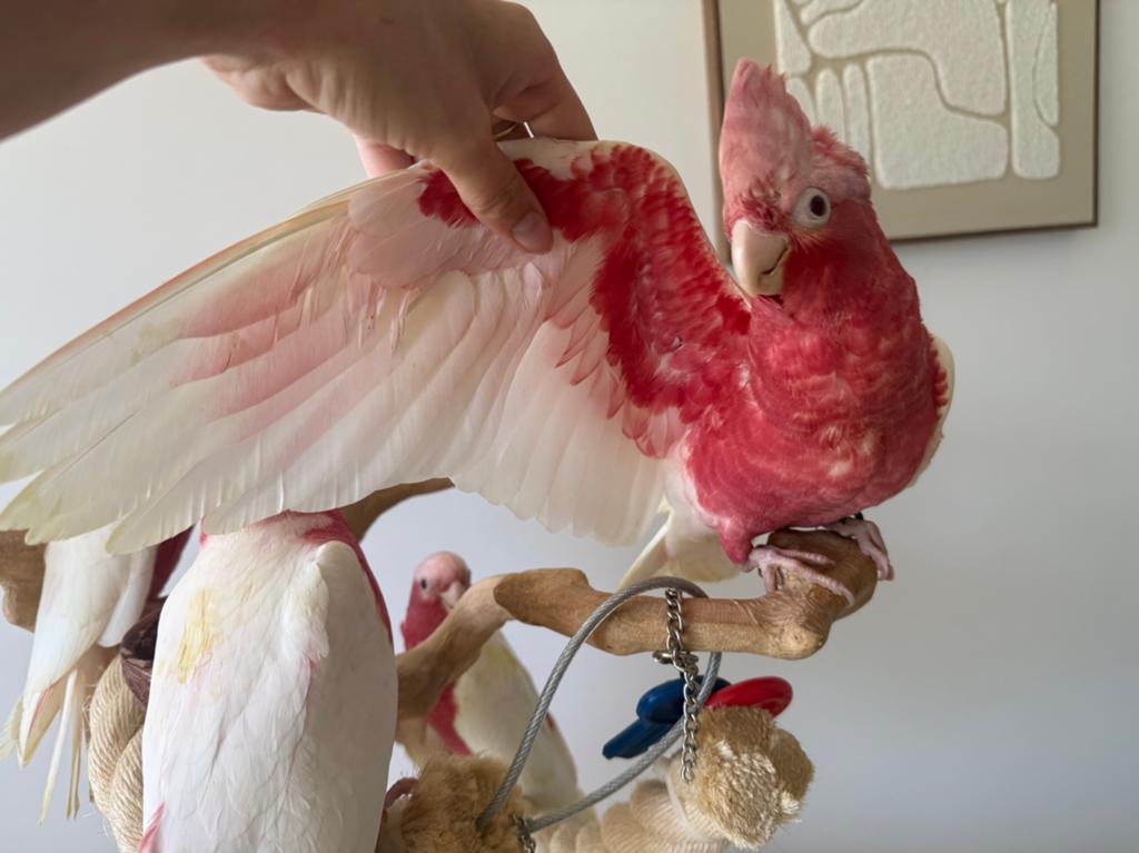 Handtamme baby lutino Rosé kaketoes, Dieren en Toebehoren, Meerdere dieren, Papegaai, Pratend