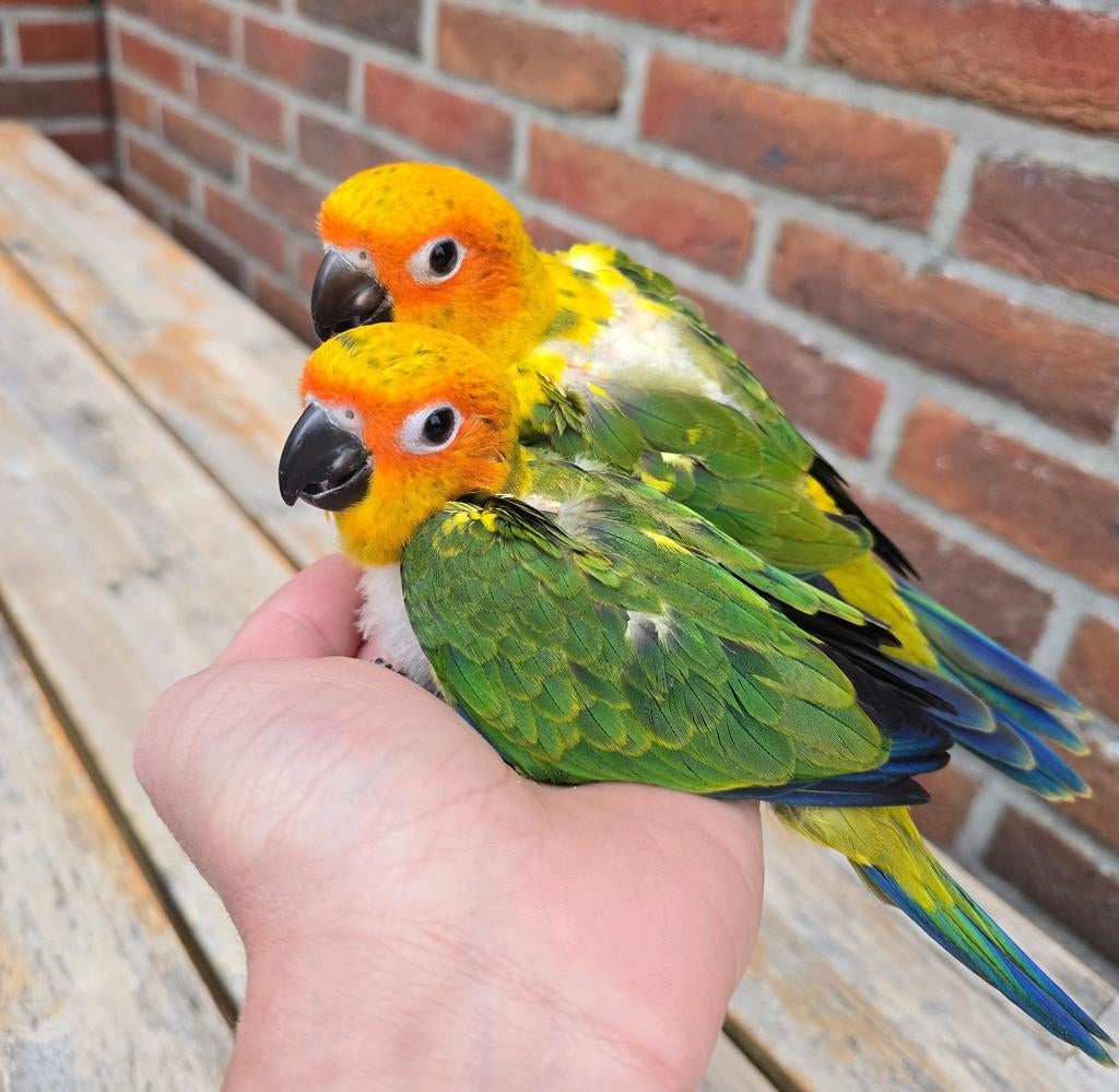 Super tamme baby Zonparkieten, Dieren en Toebehoren, Vogels | Parkieten en Papegaaien, Geslacht onbekend, Papegaai, Geringd