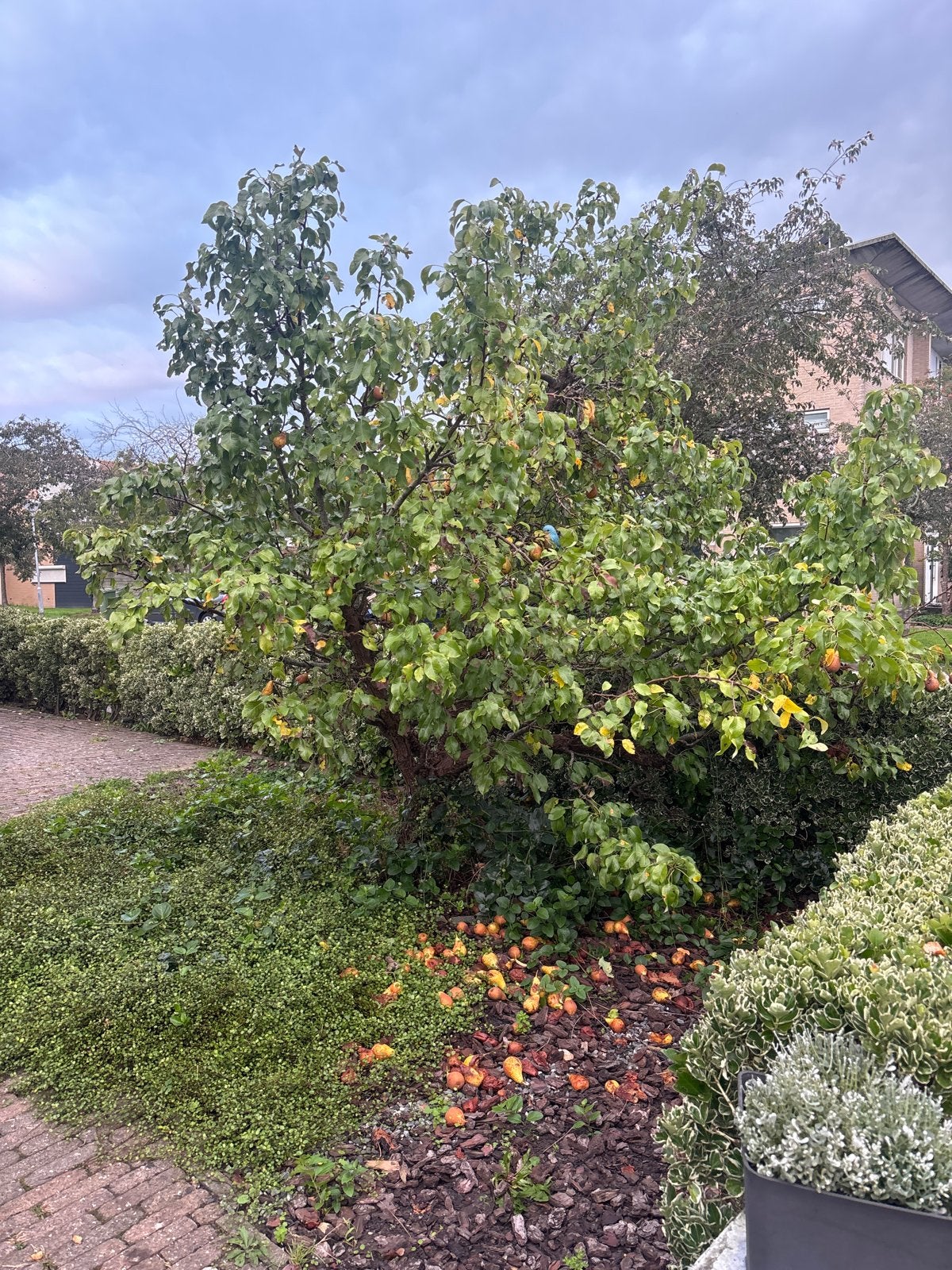 Stoofperenboom - Heerlijke Peren uit Eigen Tuin, Volle zon, Lente, 250 tot 400 cm, Overige soorten