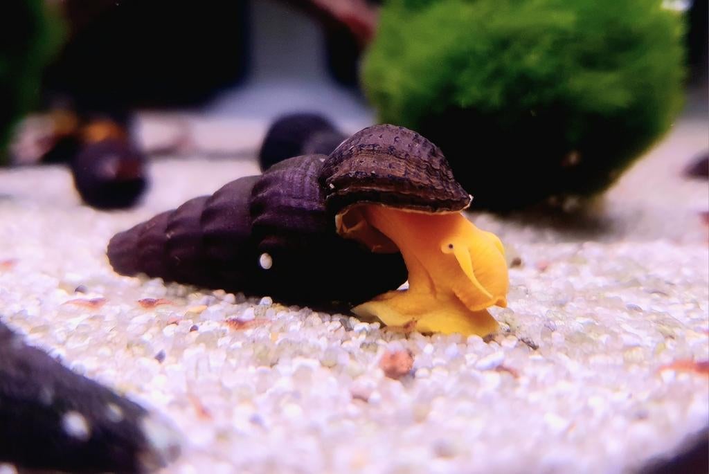 Tylomelania sp. "Orange", Slak of Weekdier, Zoetwatervis