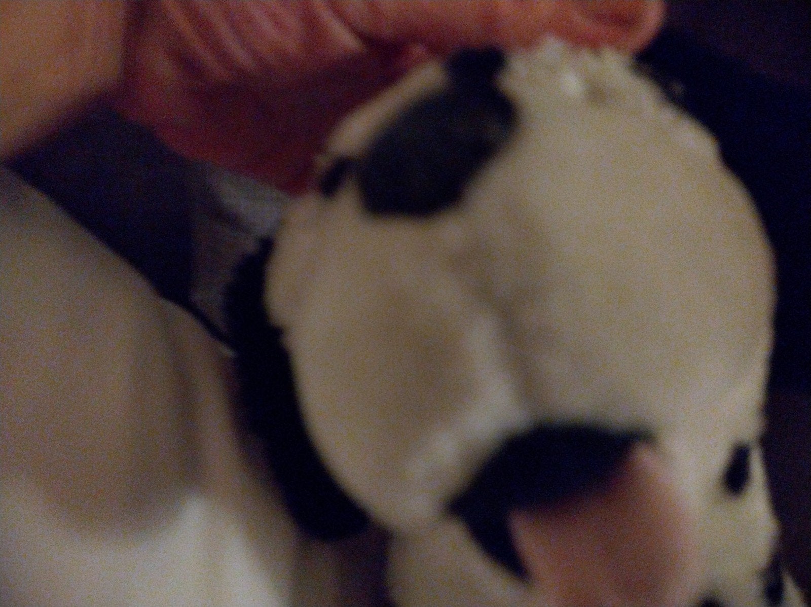 Knuffel dalmatier, Ophalen, Zo goed als nieuw, Overige typen