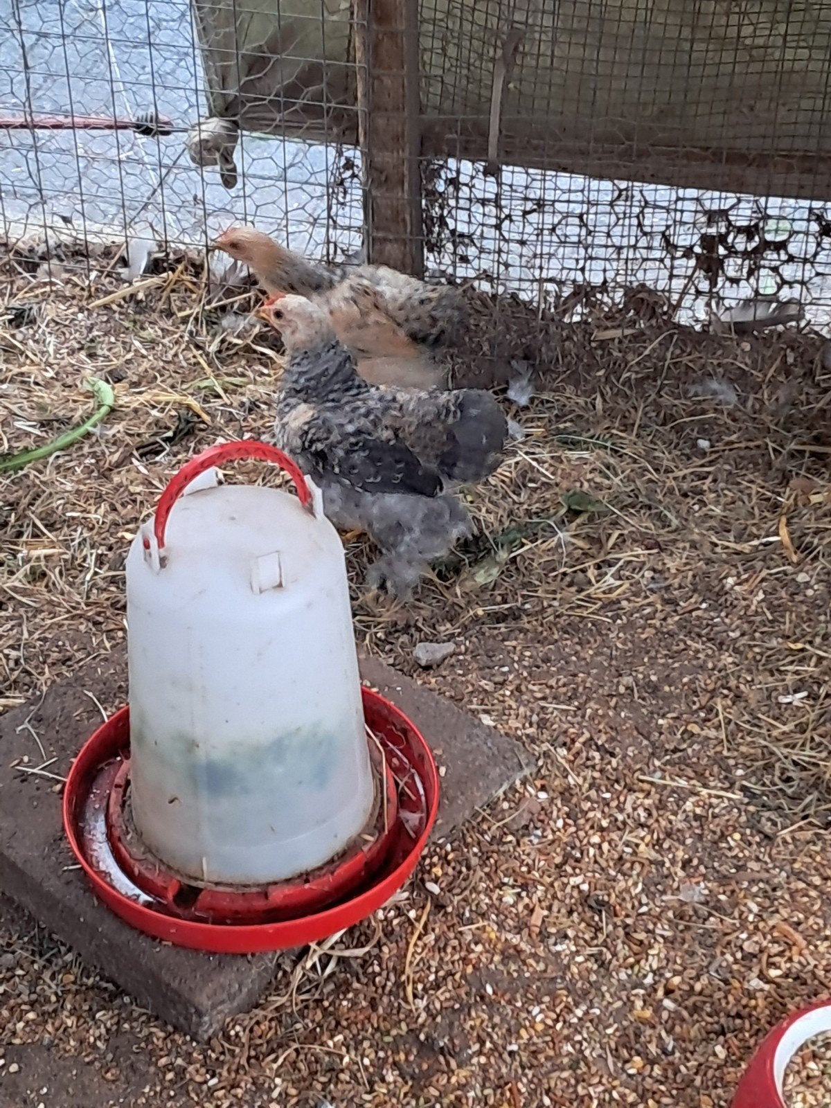 cochin kriel haantjes, Dieren en Toebehoren, Pluimvee, Meerdere dieren, Kip
