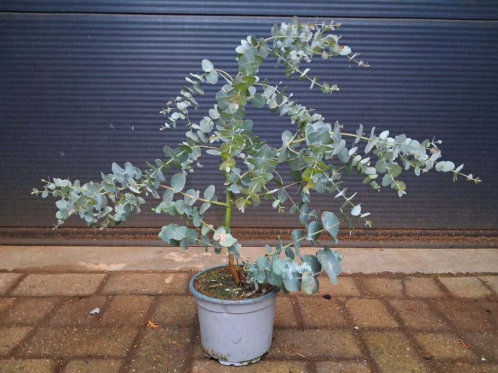 Eucalyptus Gunnii 'Azura' - Eucalyptusplant H: 40 - 50 cm., Tuin en Terras, Volle zon, Vaste plant, Bloeit niet, Ophalen