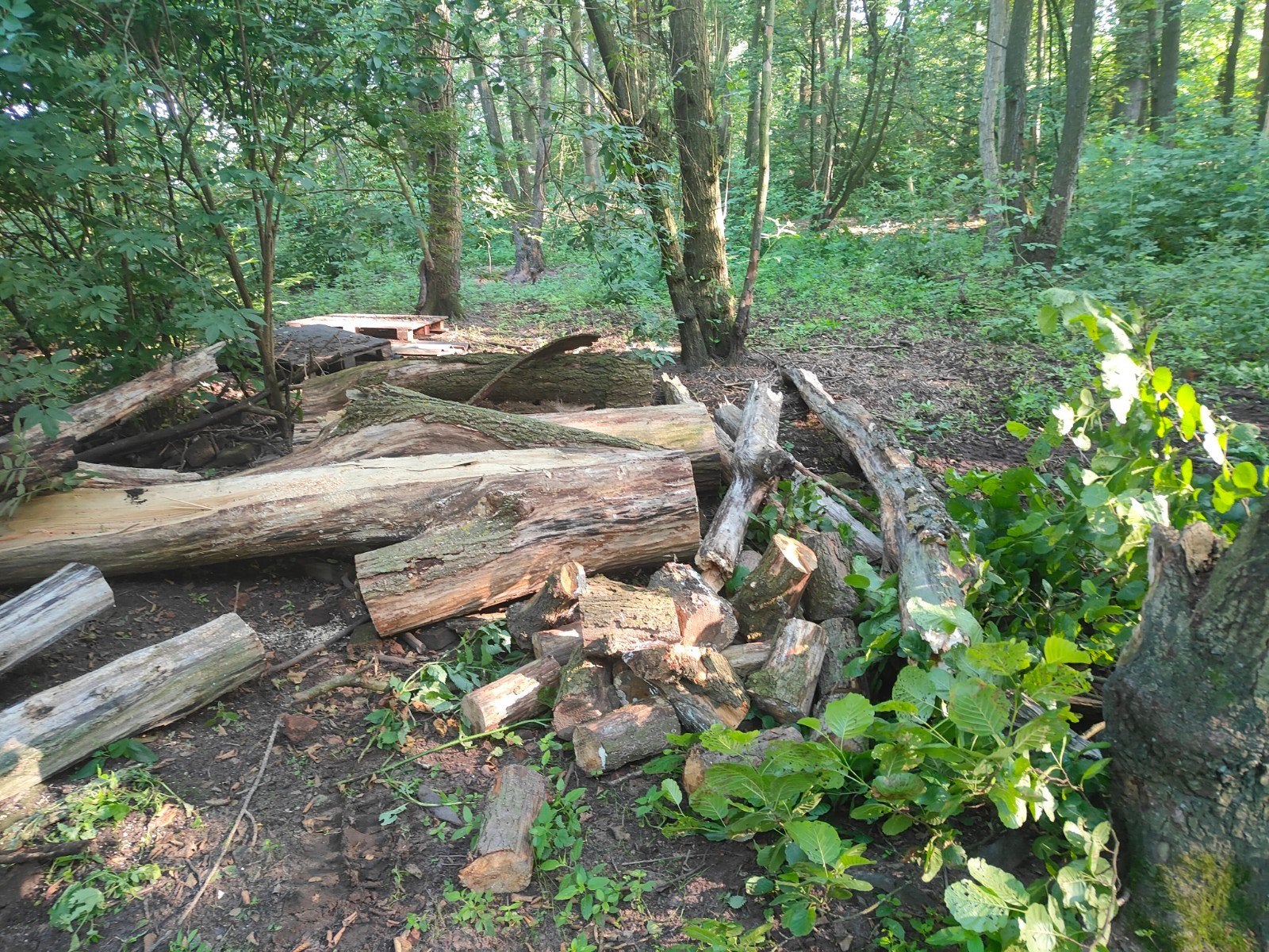 Haardhout brand hout kachel hout, 3 tot 6 m³, Ophalen, Eikenhout, Stammen