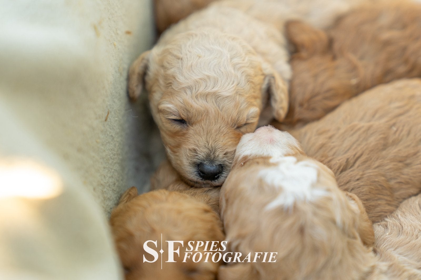 Mini labradoodle puppy’s, Overige rassen, 8 tot 15 weken, Meerdere, Meerdere dieren