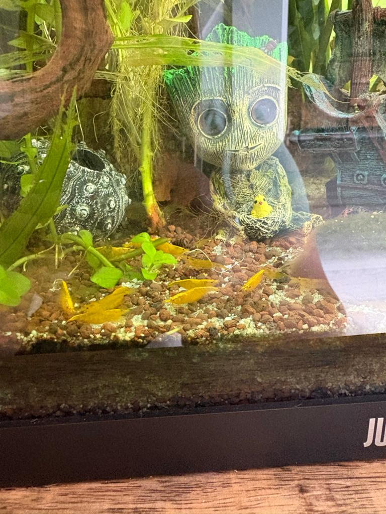 Garnalen te koop, Dieren en Toebehoren, Vissen | Aquariumvissen, Kreeft, Krab of Garnaal