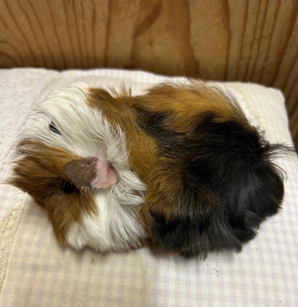 Jong cavia mannetje (peruvian x borstel), Dieren en Toebehoren, Augustus, Mannelijk, Cavia