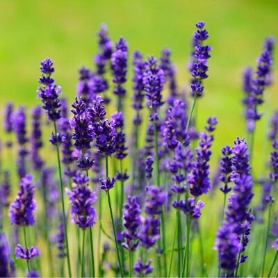 Lavendel, munstead, Volle zon, Vaste plant, Zomer, Ophalen