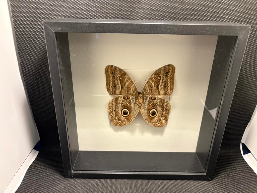 Geprepareerde vlinder in een 3d lijst, Ophalen of Verzenden, Insect, Opgezet dier