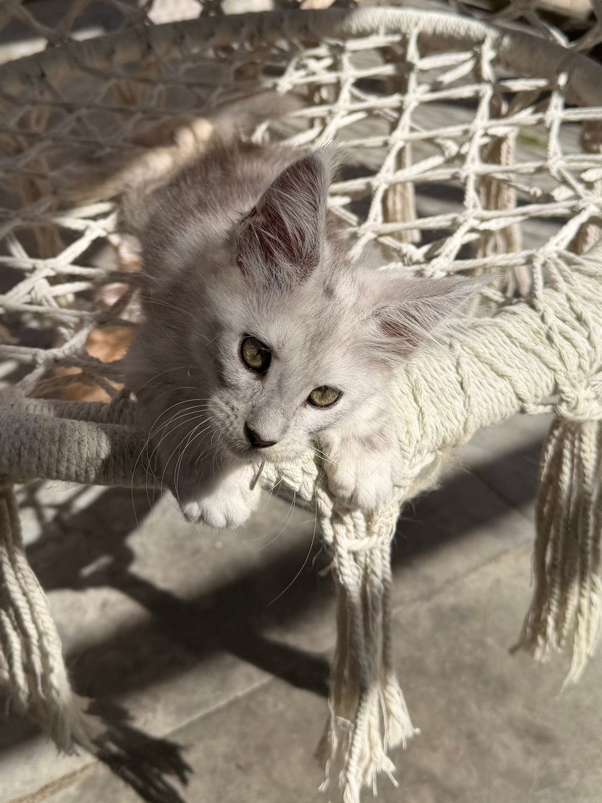 Black silver shaded tabby Maine Coon kittens met stamboom, Meerdere dieren, Ontwormd