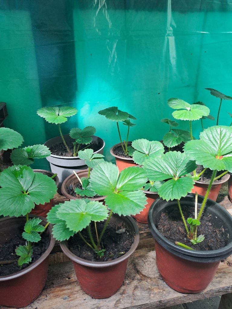 Aardbeien plantjes, Ophalen, Groenteplanten, Tweejarig, Halfschaduw