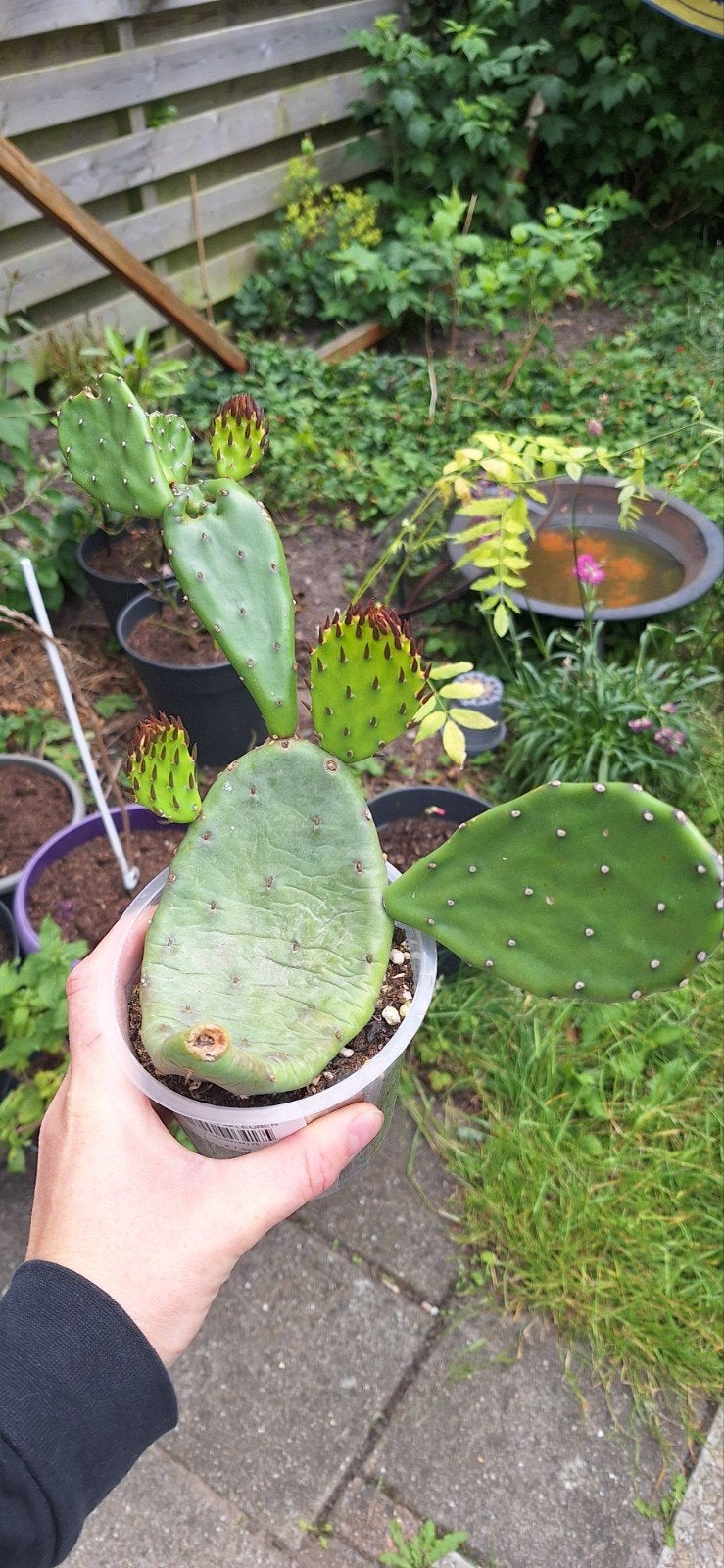 Woestijn-desert Opuntia humifusa - Winterharde cactus, Ophalen of Verzenden, Overige soorten, Volle zon
