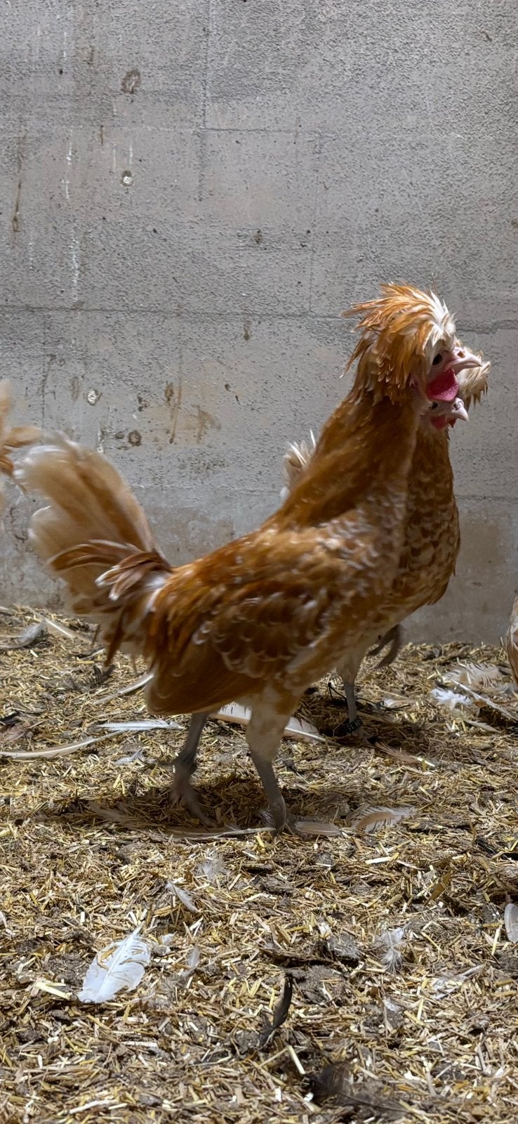 Aangeboden, Hollandse kuifhoen kriel haantjes geel witgeband, Dieren en Toebehoren, Mannelijk, Kip