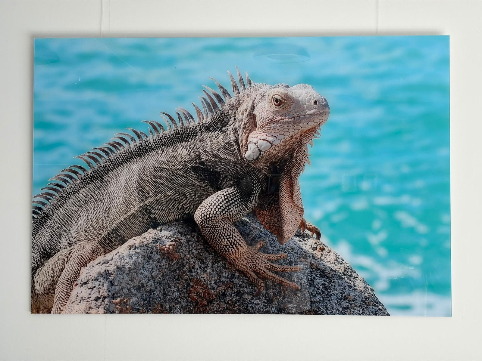 Mooi schilderij plexiglas Leguaan, Ophalen