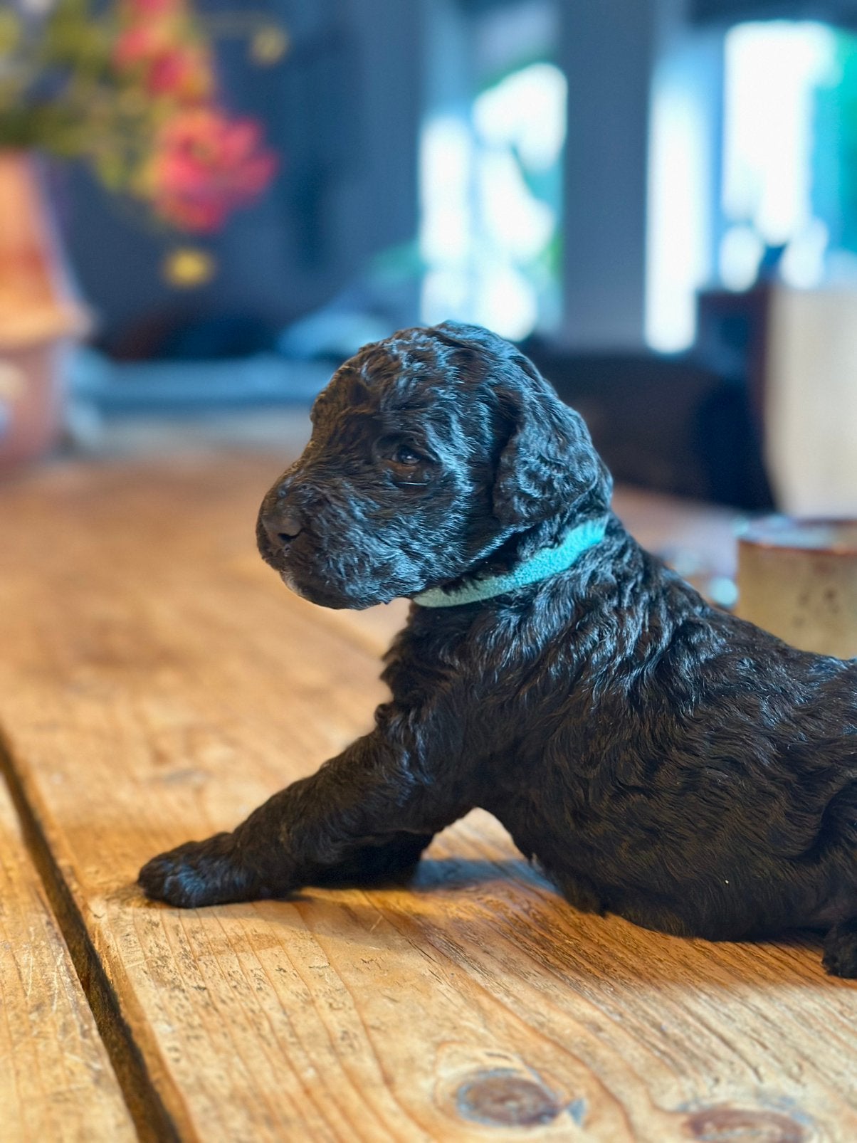 Labradoodle Pups, 8 tot 15 weken, Meerdere, Meerdere dieren, Middel