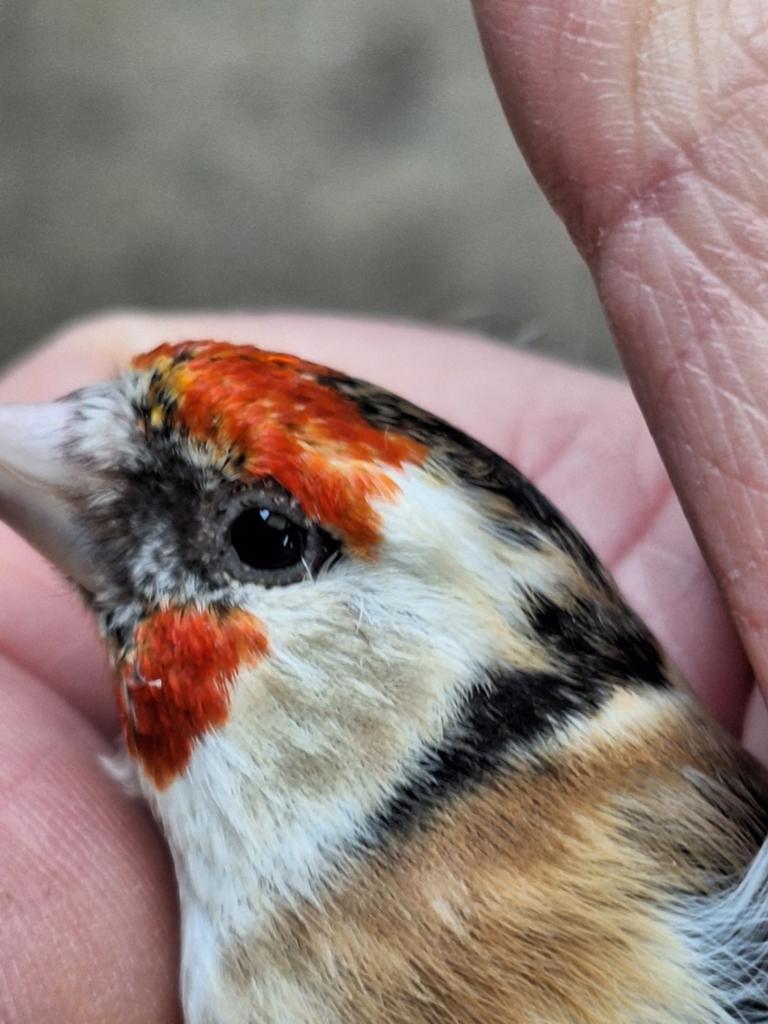 Majoorputter pop., Dieren en Toebehoren, Vogels | Overige Vogels, Vrouwelijk, Wildzangvogel, Geringd