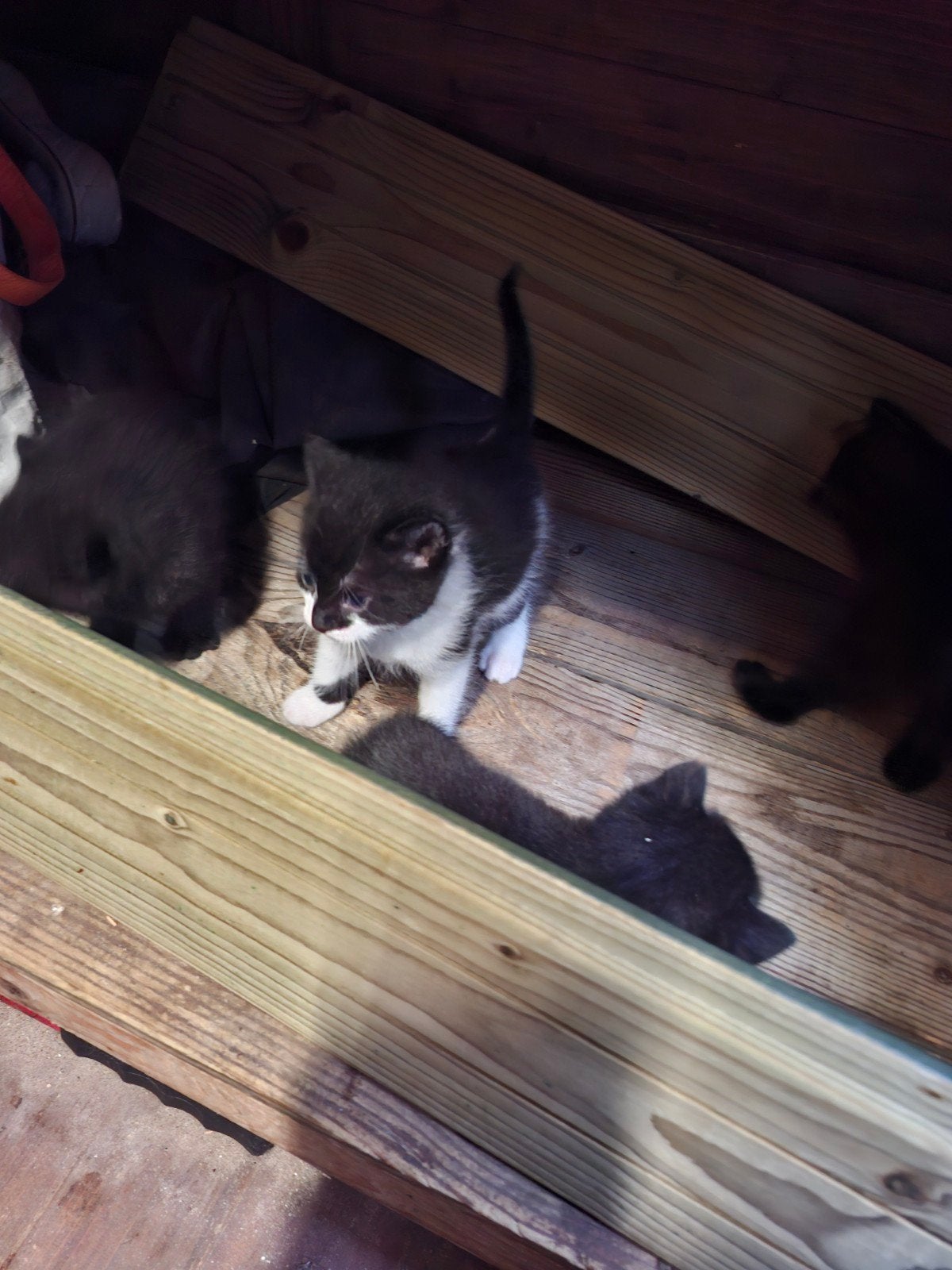 Kittens te koop