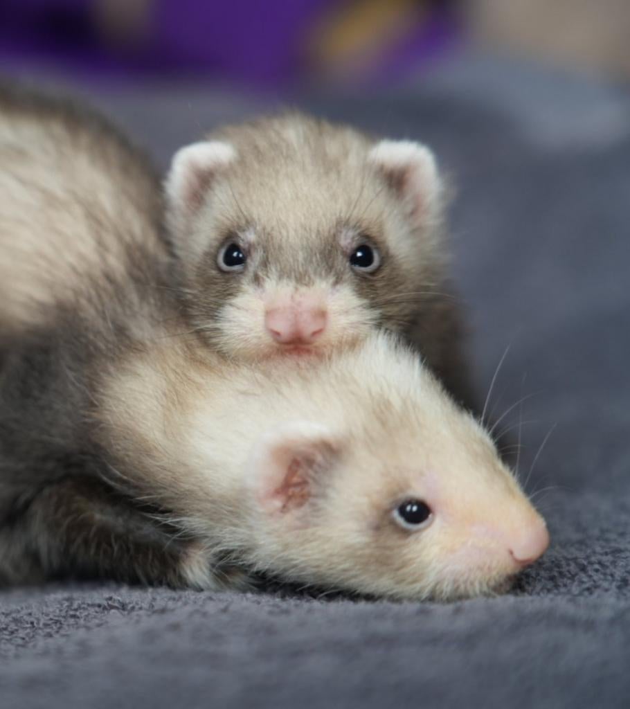 We hebben een nestje fretten pups, Maart, Meerdere dieren