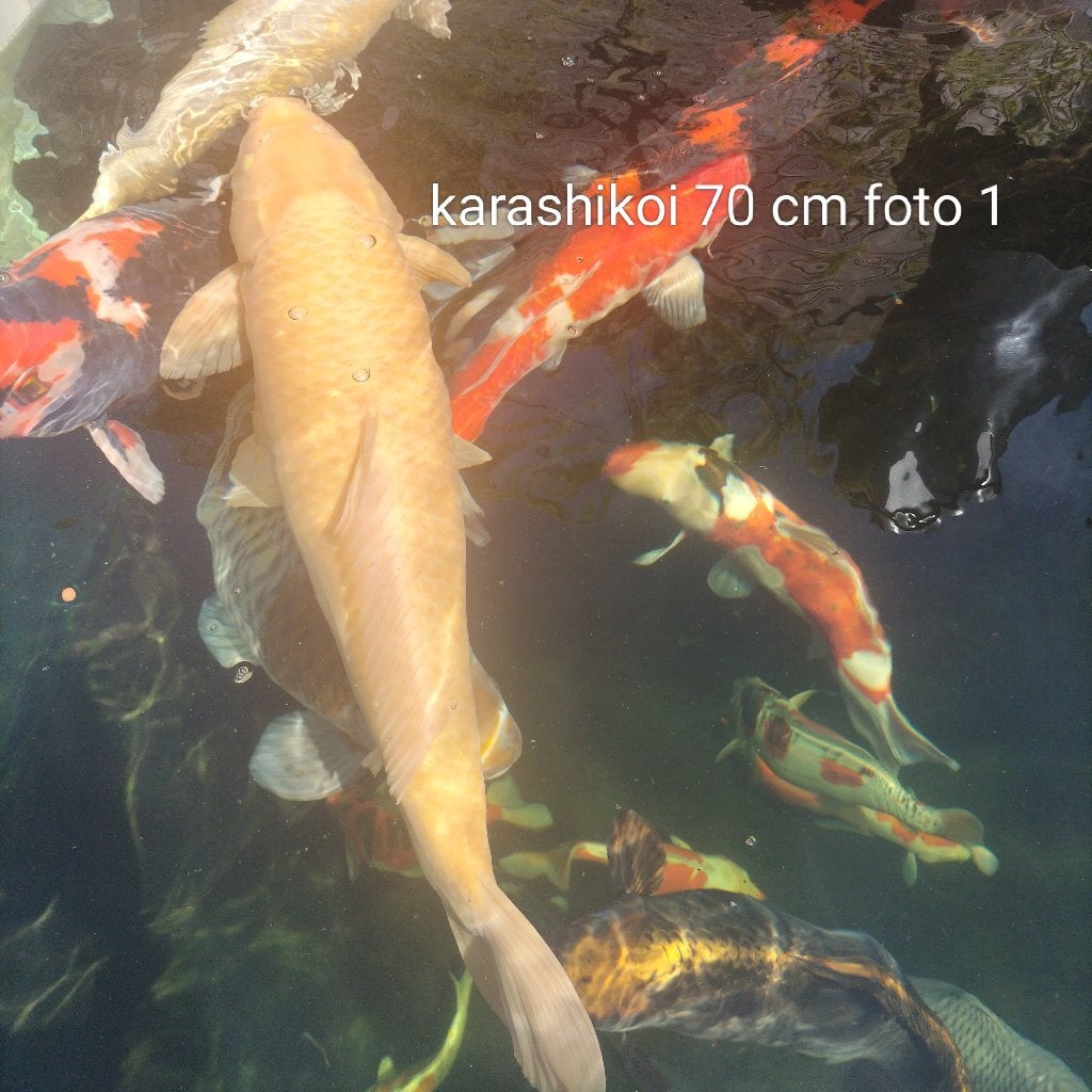 Koi karpers, Dieren en Toebehoren, Karper of Koi