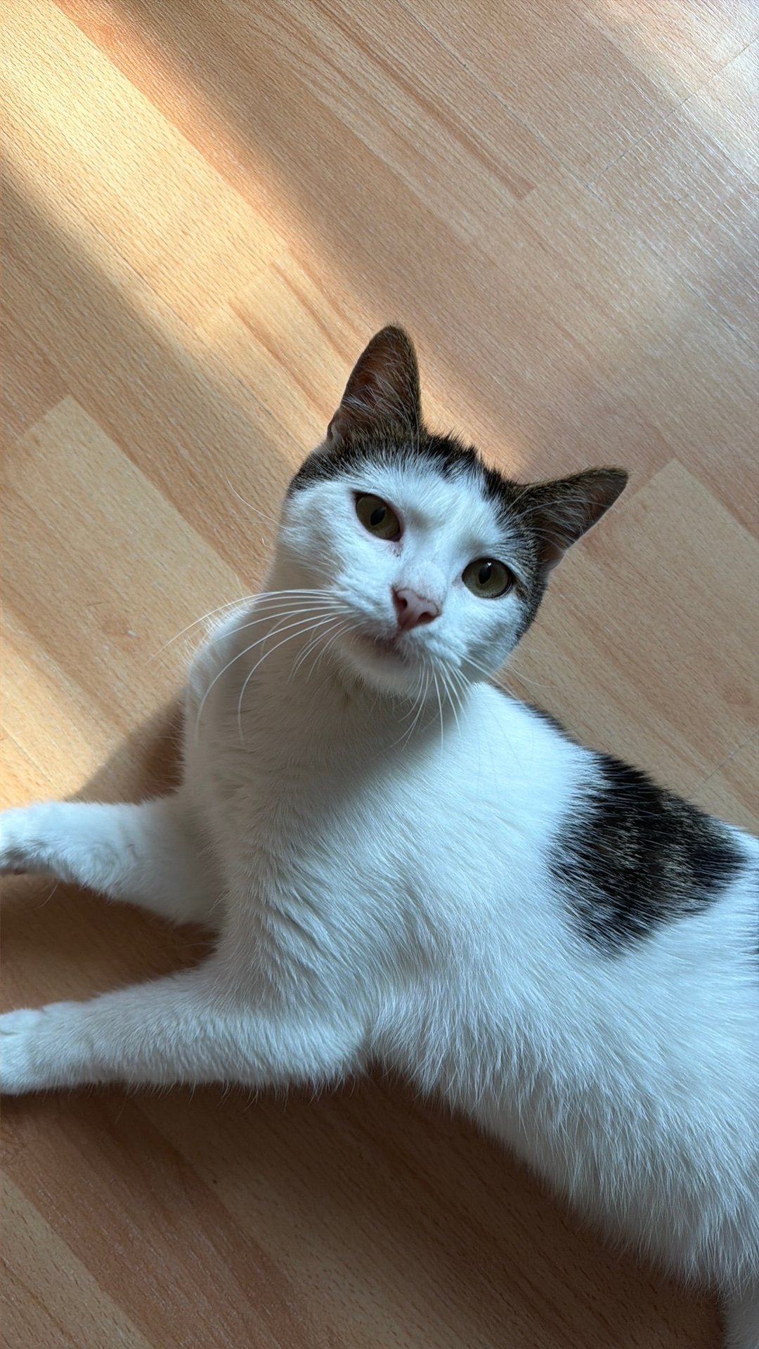 Kitten te koop, Kater, Kortharig, 0 tot 2 jaar