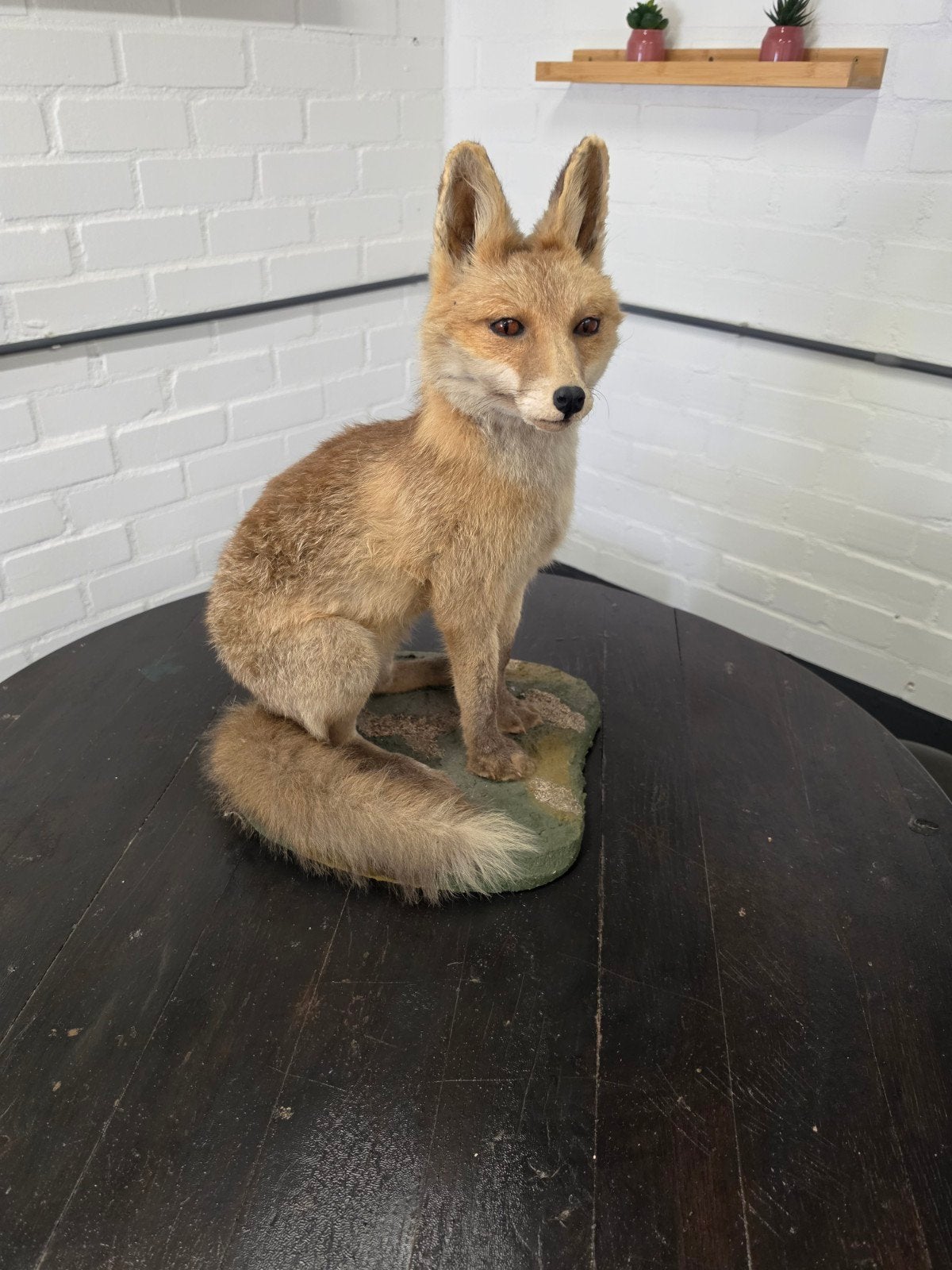 Prachtige opgezette vos - Voor de echte verzamelaar, Verzamelen, Dierenverzamelingen, Ophalen, Gebruikt, Wild dier, Opgezet dier