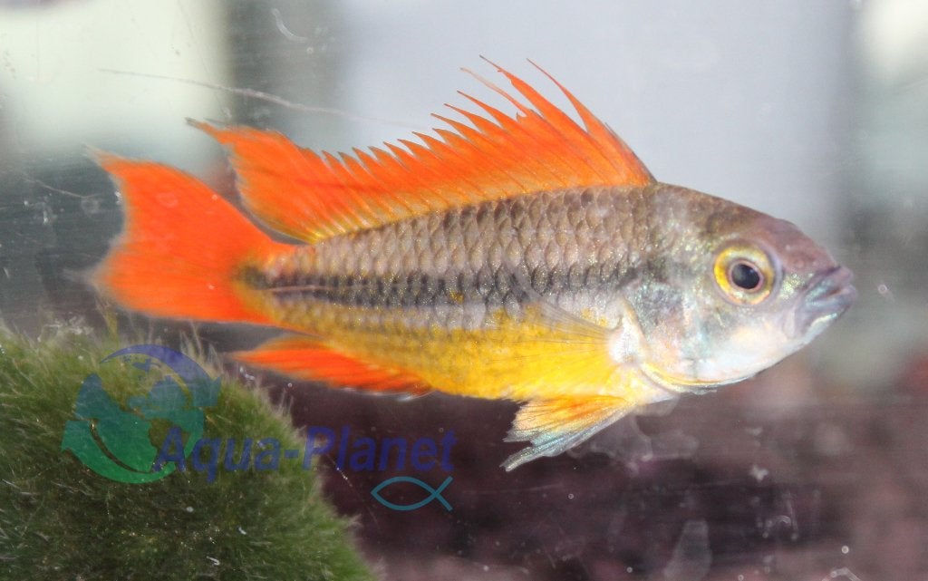 Apistogramma cacatuoides "Orange", Dieren en Toebehoren, Vis, Zoetwatervis