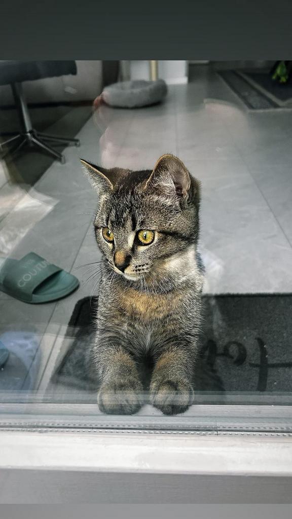Kruising Britse korthaar 9 maanden oud, Kater, Kortharig, 0 tot 2 jaar