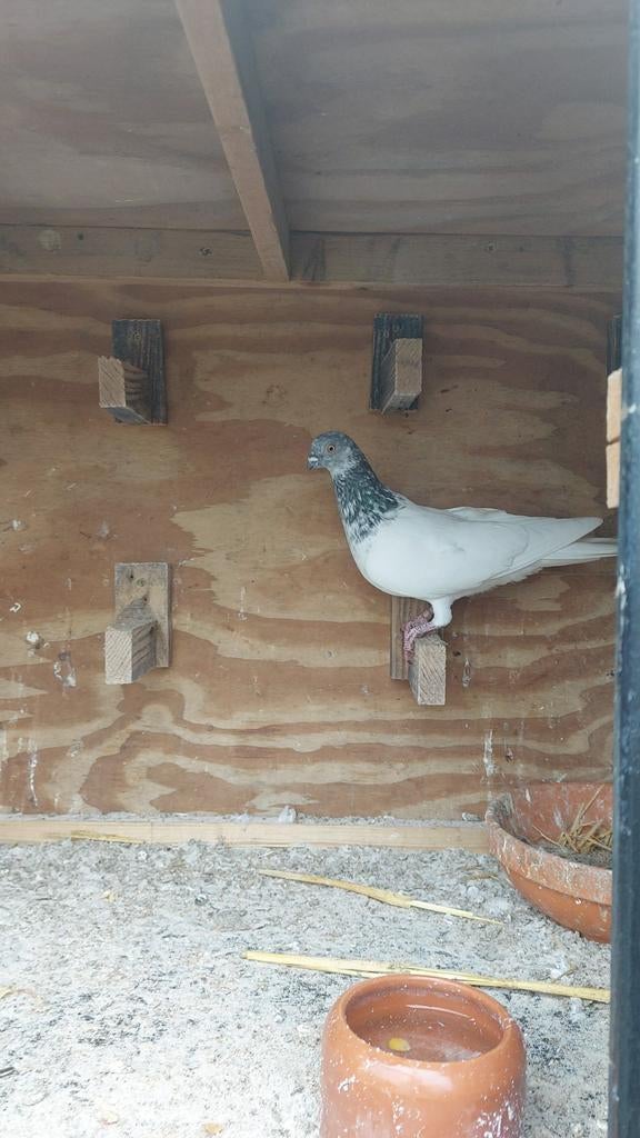 Ik wil graag twee duivinnen kopen ,het zelfde soort als op d, Dieren en Toebehoren, Vogels | Duiven, Mannelijk