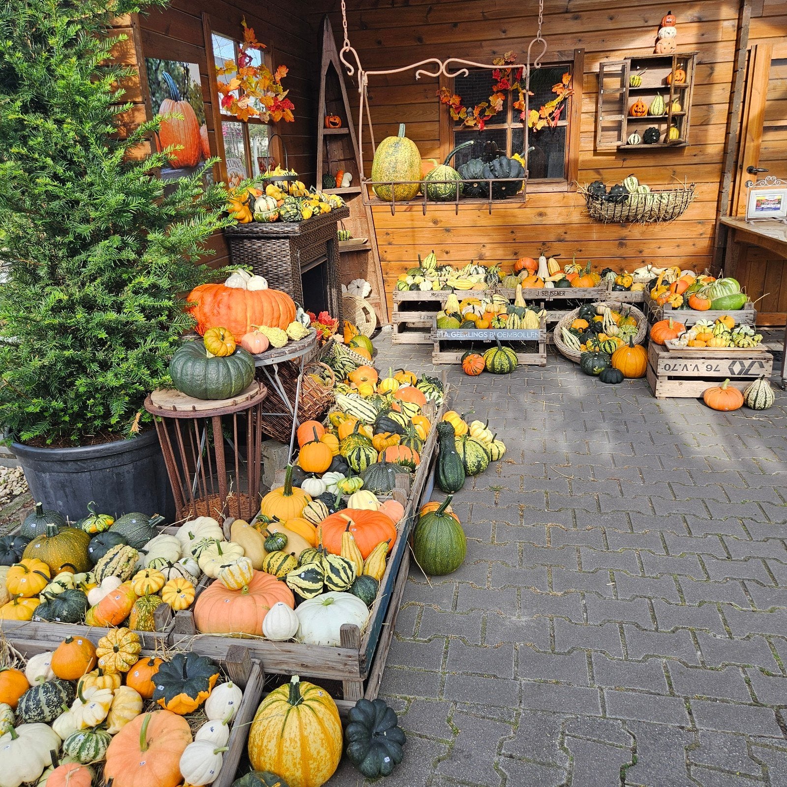 Pompoenen tekoop, Tuin en Terras, Overige Tuin en Terras, Ophalen, Nieuw