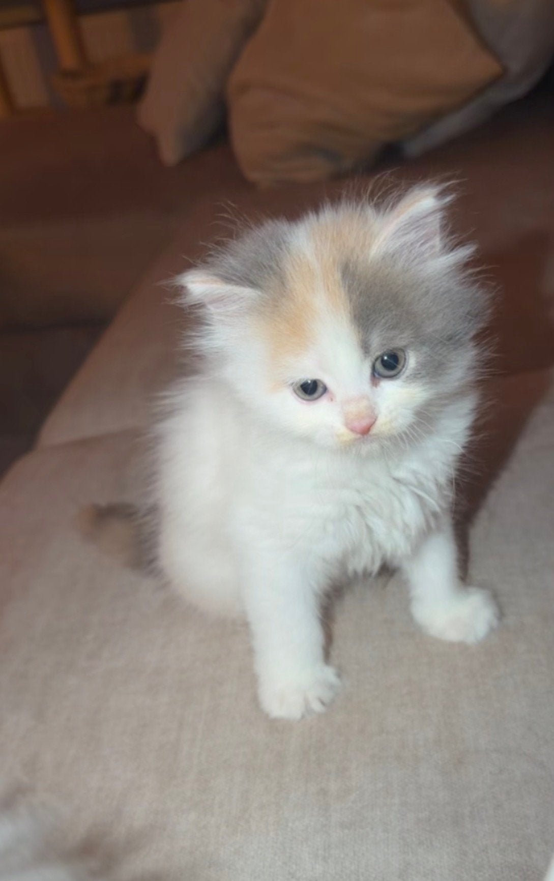 Britselanghaar kruising met Noorse boskatkittens1beschikbaar, Meerdere dieren, Ontwormd