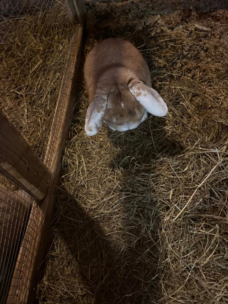 1 ram te koop hangoor, Mannelijk, Hangoor