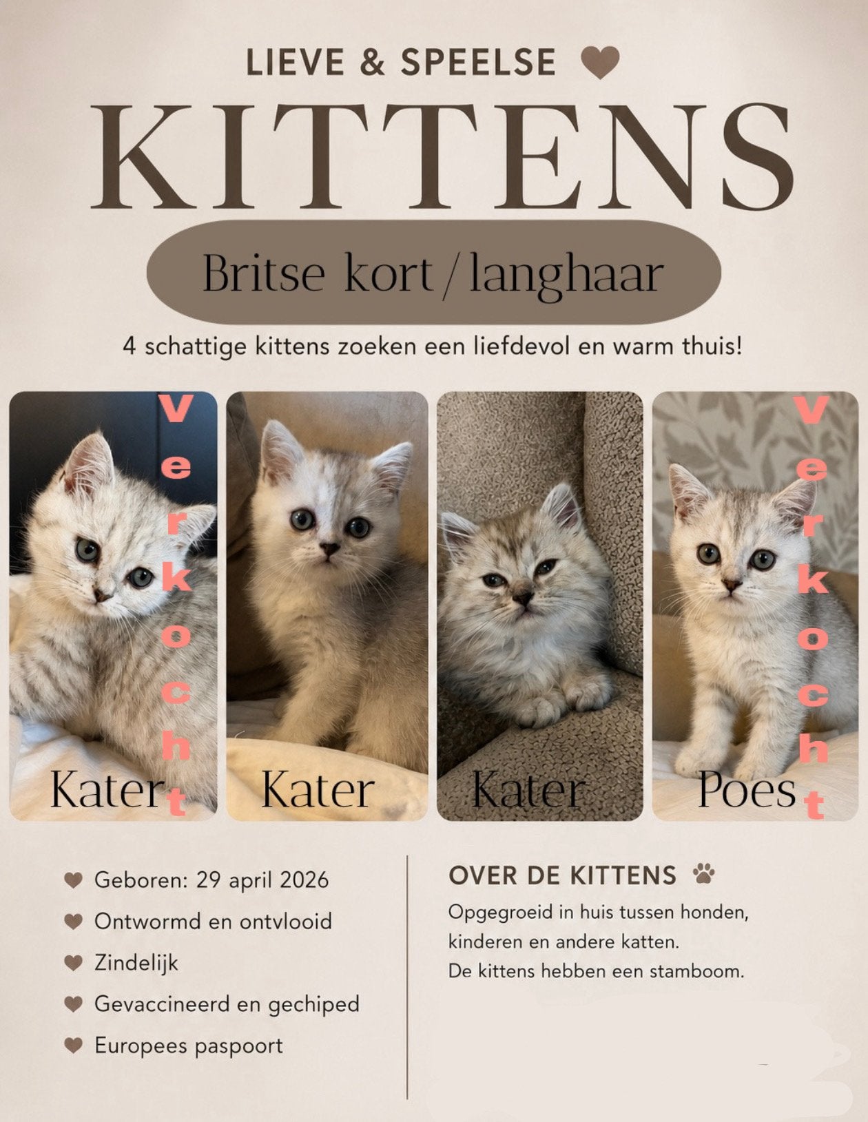 Laatste 2 britse korthaar katers met stamboom, Ophalen of Verzenden, Zo goed als nieuw, Katten