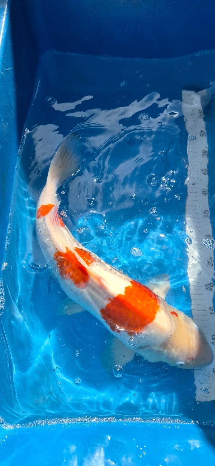 4 tal koi, Dieren en Toebehoren, Vissen | Vijvervissen, Karper of Koi