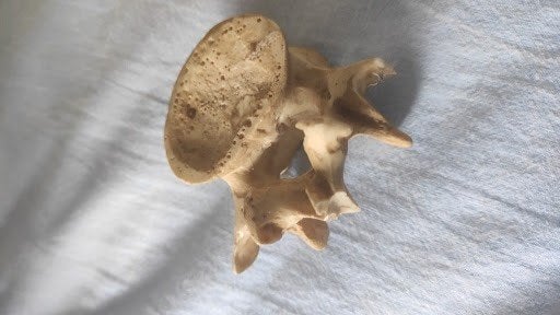 Anatomisch Model Ruggenwervel / Losse Wervel, Ophalen of Verzenden, Gebruikt