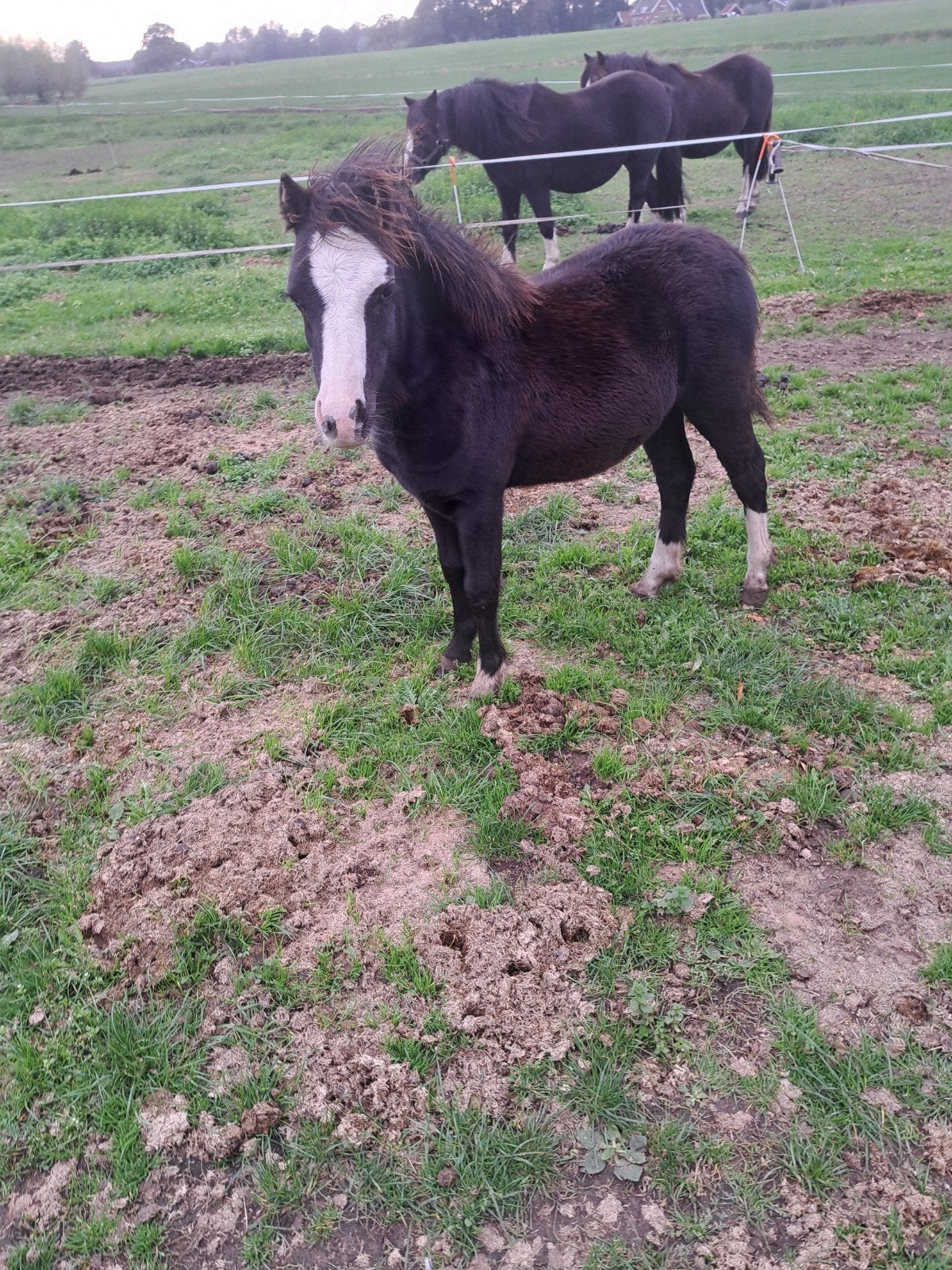 te koop meerdere welsh A pony's., Dieren en Toebehoren, Meerdere dieren, A pony (tot 1.17m), Met stamboom, 0 tot 2 jaar