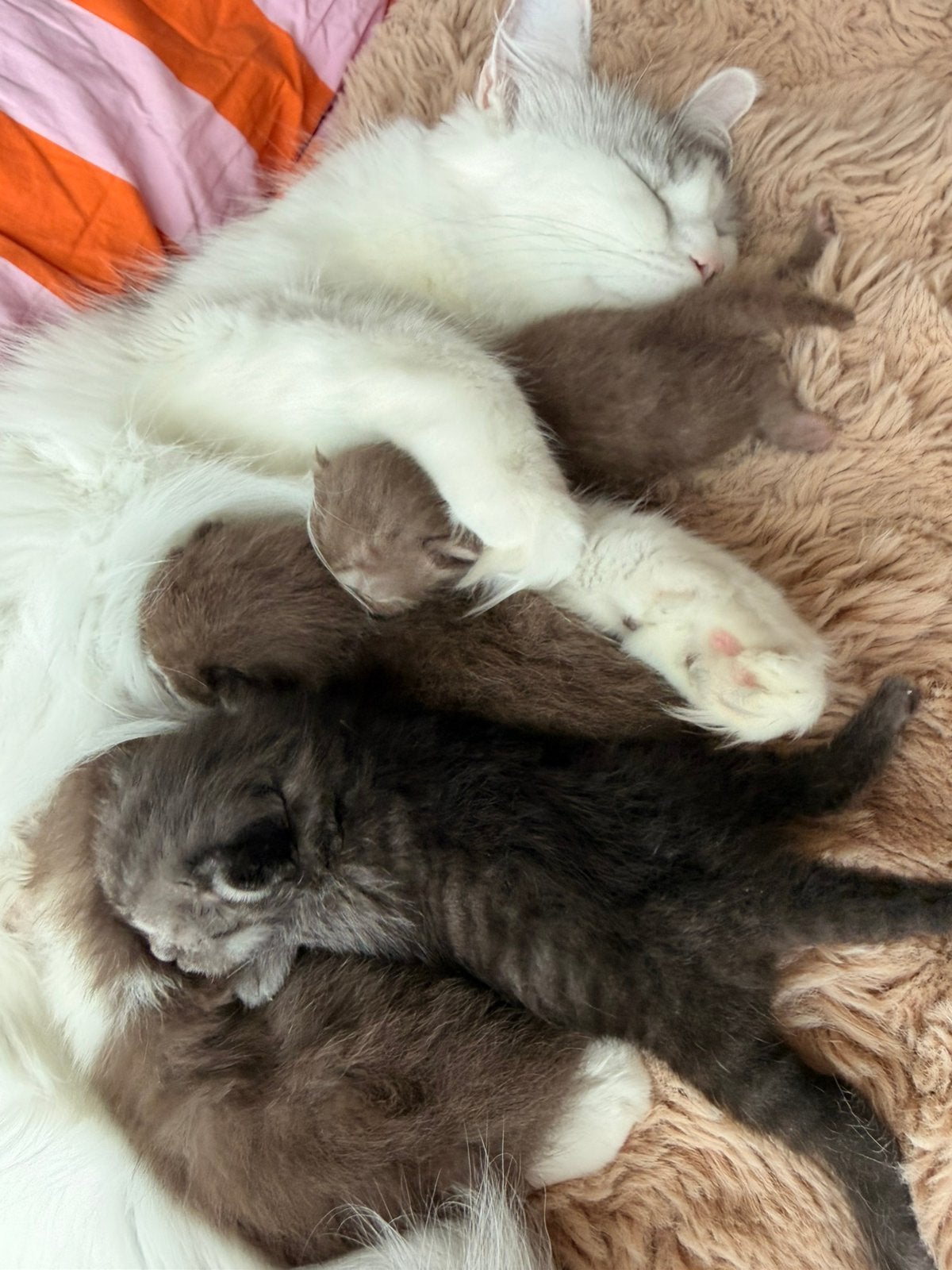 Ragdoll x Britse korthaar kittens, Meerdere dieren, Ontwormd