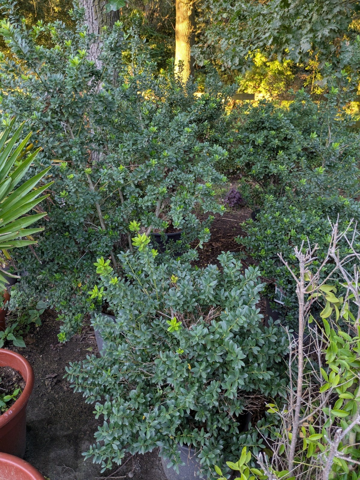 Groene Ilex in pot, Ophalen, Overige soorten, Struik, 100 tot 250 cm