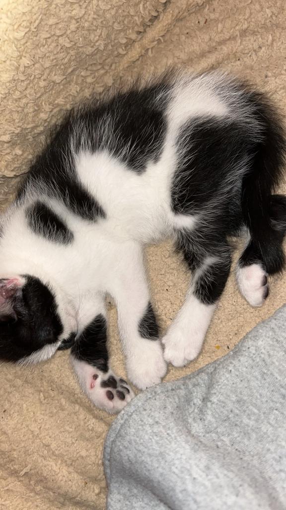 Kitten 9 weken, Poes