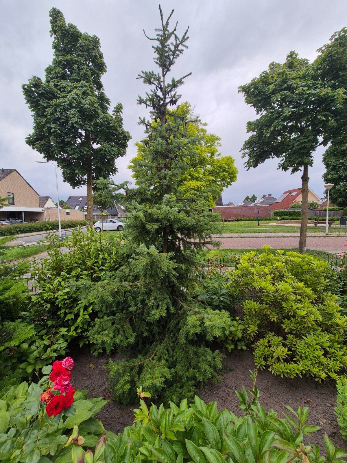 Grote Dennenboom - 350-400 cm hoog, Tuin en Terras, Planten | Bomen, Ophalen, Overige soorten, 250 tot 400 cm