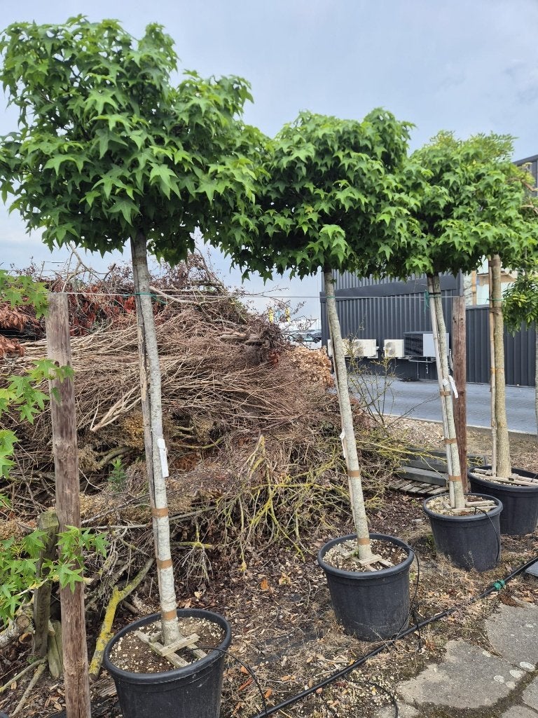 Amberboom, Tuin en Terras, Bloeit niet, 250 tot 400 cm, Ophalen, Volle zon