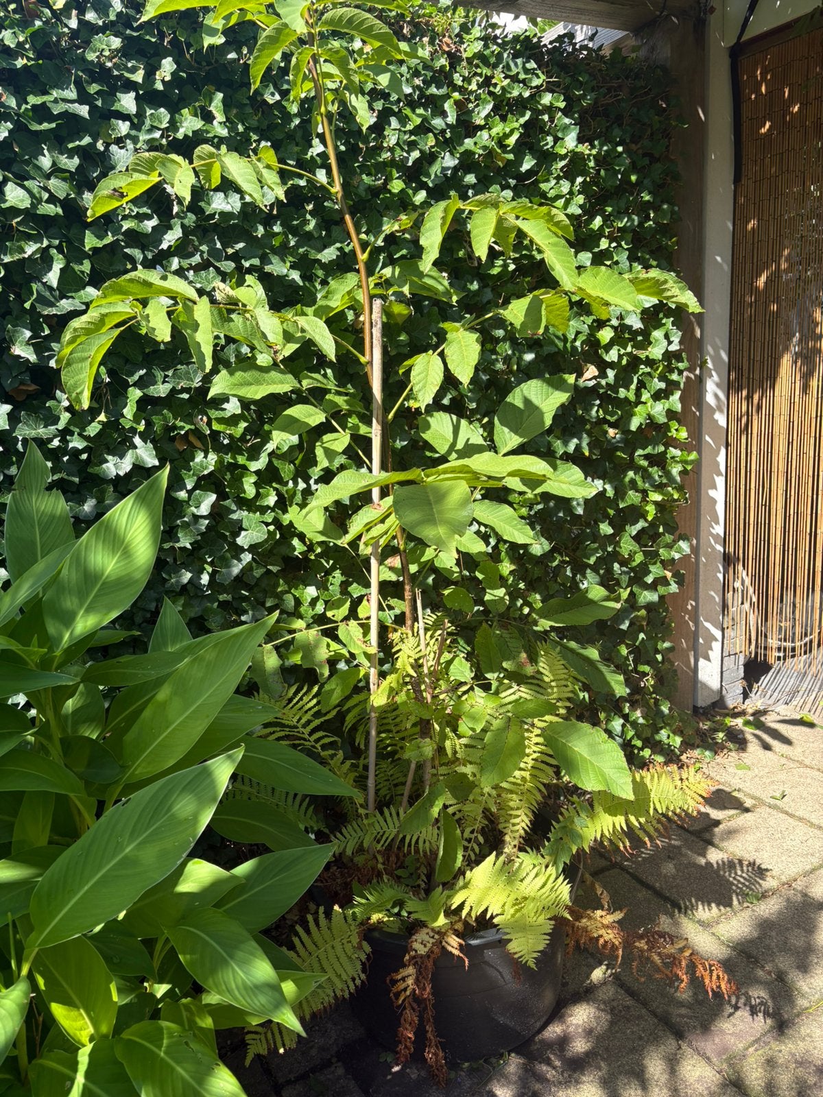 Walnotenboom walnoot boom walnoten, Ophalen, Volle zon, Overige soorten