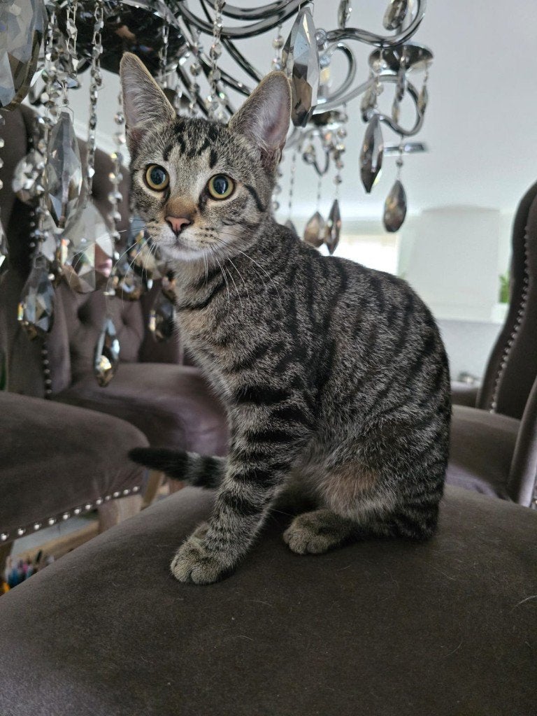 Kat  mannetje.   4 maanden oud, Dieren en Toebehoren, Kater, 0 tot 2 jaar