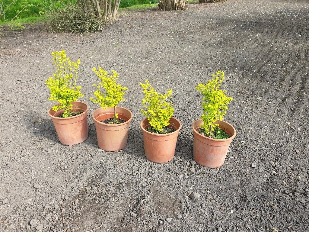 4 Goudiepjes in pot, Tuin en Terras, Overige soorten, Minder dan 100 cm, Ophalen, Volle zon