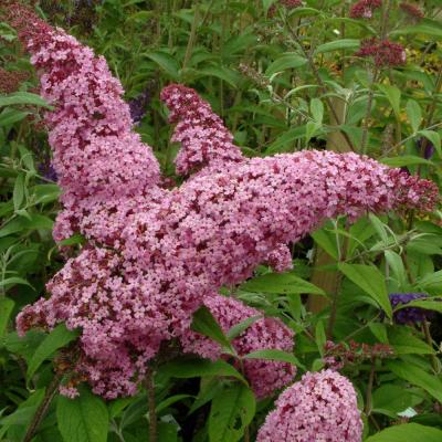 Vlinderstruiken (Buddleja davidii), Ophalen, Vlinderstruik, Struik, Minder dan 100 cm
