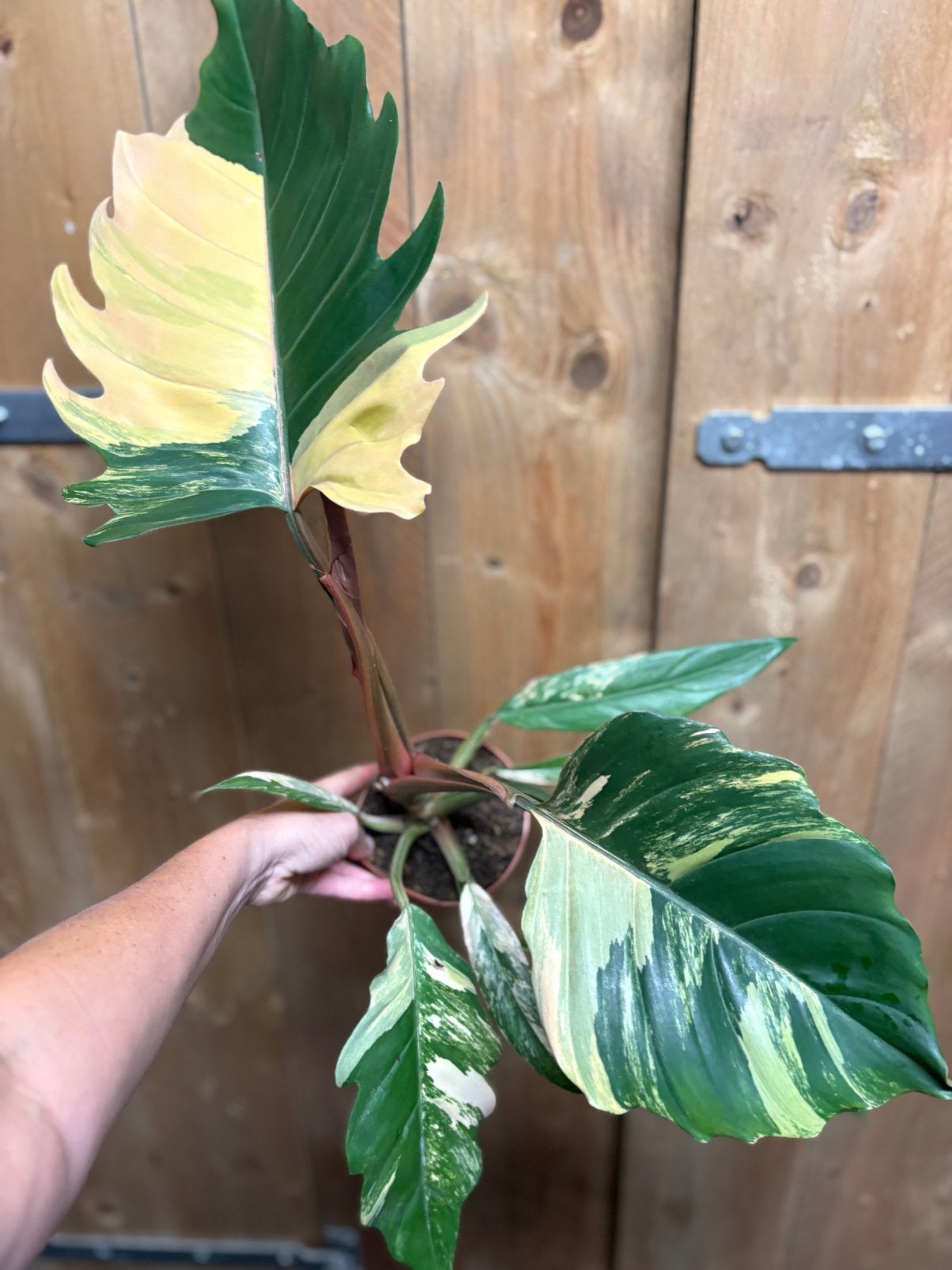 Philodendron caramel marble variegata plant aurea pink cream, Huis en Inrichting, Kamerplanten, Ophalen of Verzenden, Halfschaduw