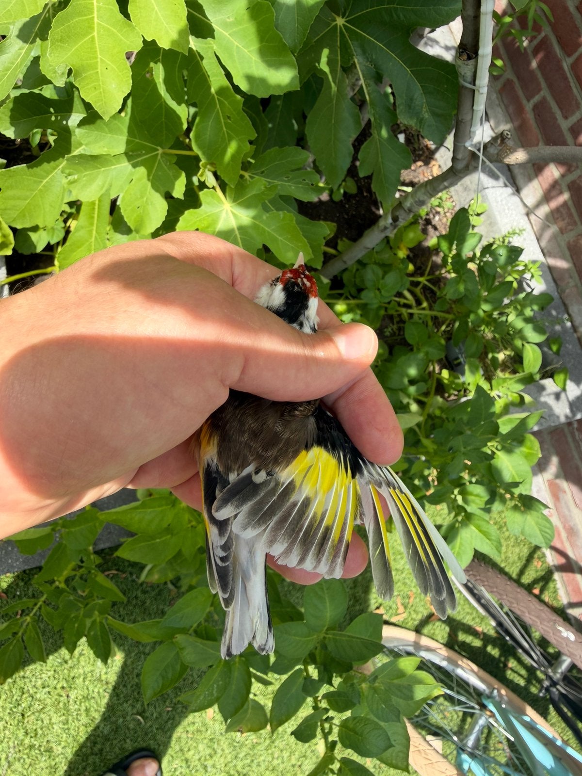 Parva putters berlato, Dieren en Toebehoren, Mannelijk, Wildzangvogel, Geringd