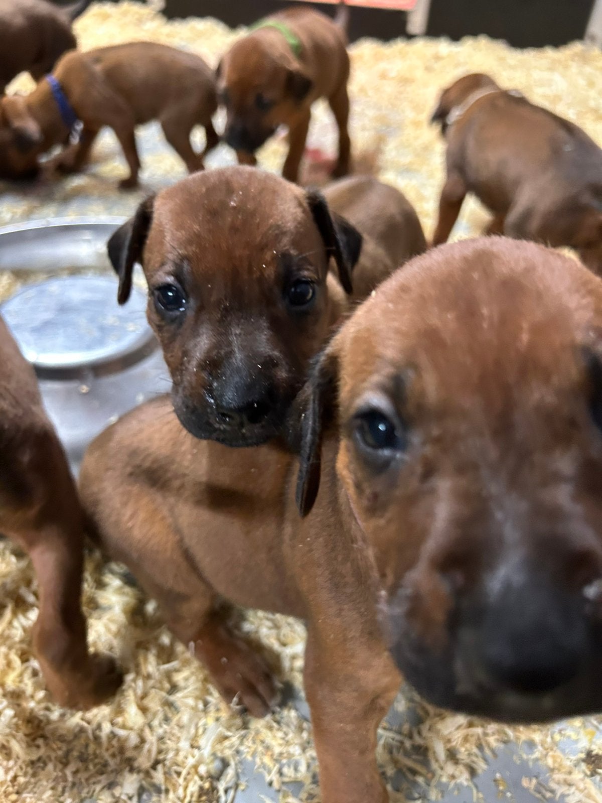 Prachtige Rhodesian Ridgeback pups met stamboom, Parvo, Overige rassen, 8 tot 15 weken, Meerdere