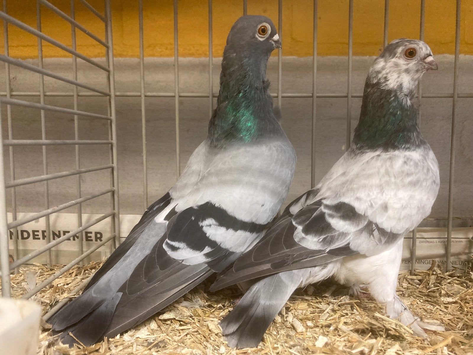 Figurita fokkoppels, Dieren en Toebehoren, Meerdere dieren, Overige soorten