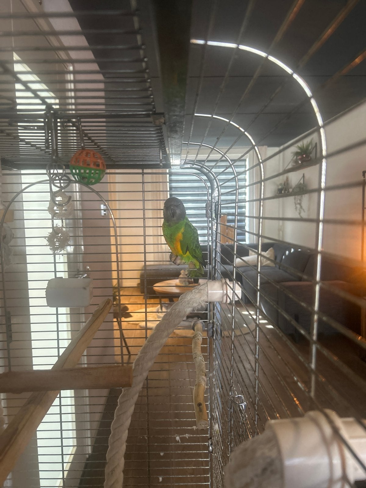 Senegal papegaai bonte boertje, Vrouwelijk, Tropenvogel, Tam