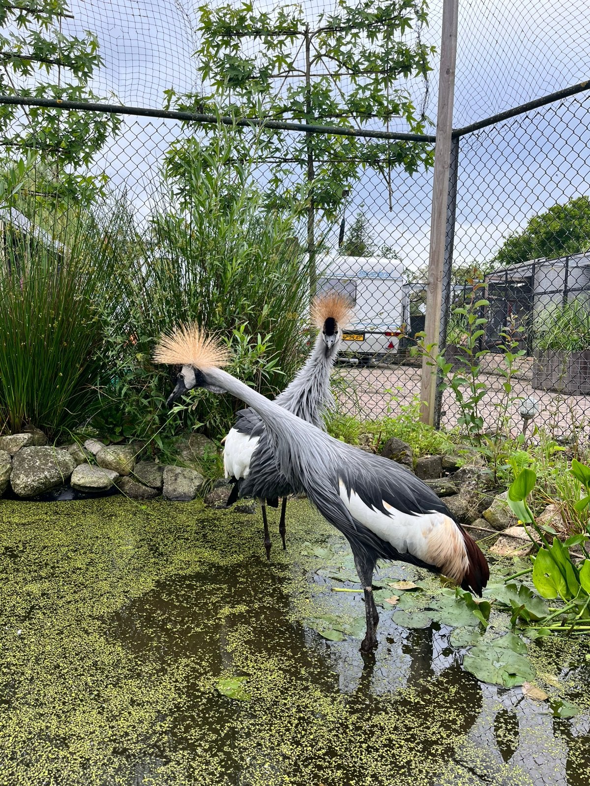 Koppel kroonkraanvogels, Dieren en Toebehoren, Meerdere dieren